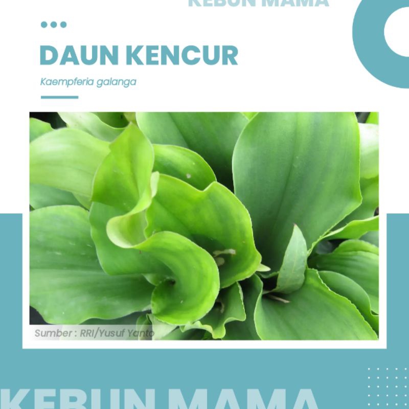 

DAUN | KENCUR | CIKUR | SEGAR | KAEMPFERIA GALANGA | 100GRAM