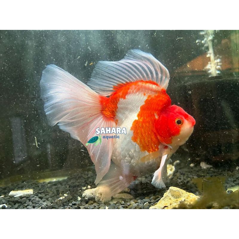 Perawatan air aquarium ryukin rw punuk perlengkapan akuarium