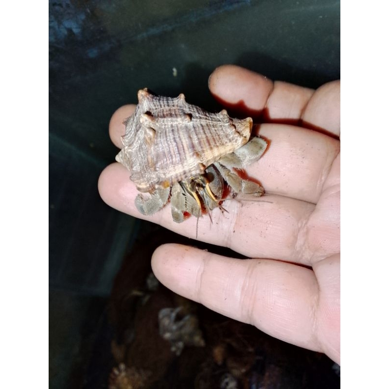 Kelomang cangkang unik ukuran L random