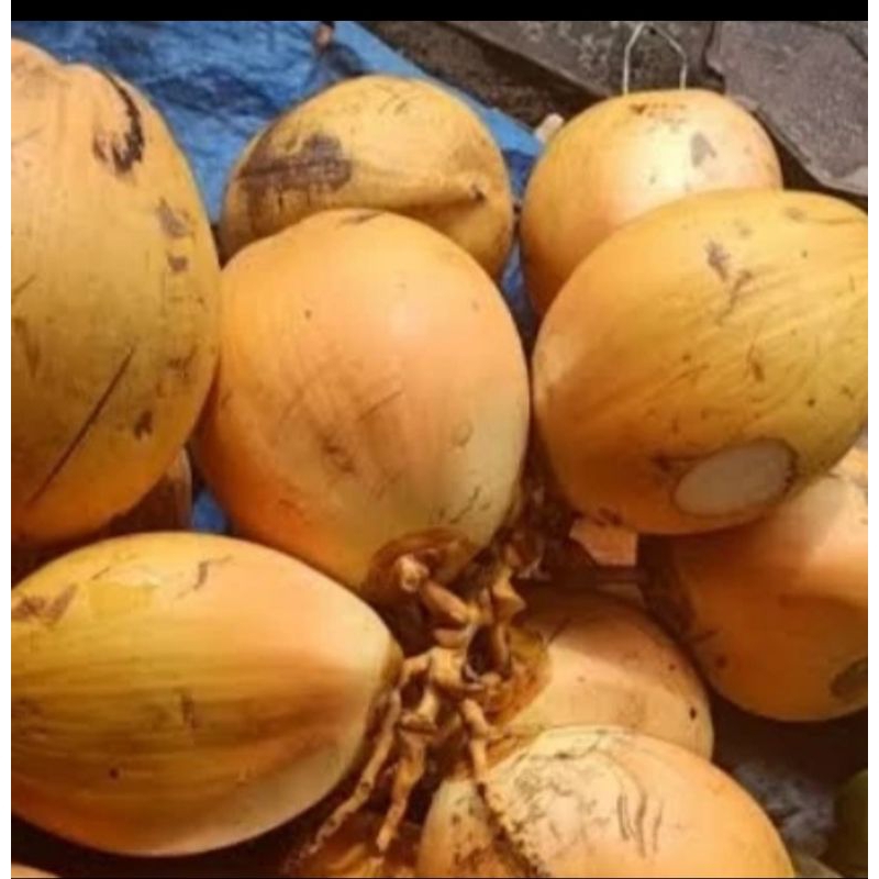 

kelapa muda gading/degar