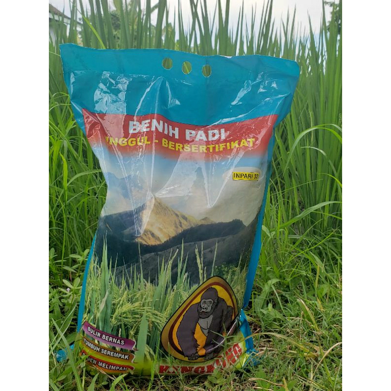 inpari 32 . Benih padi super 32 kingkong