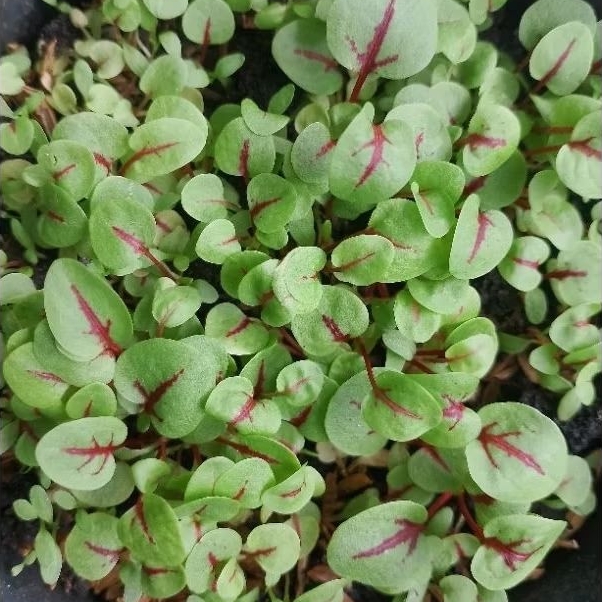 

daun red vained sorrel leaves 25 lembar