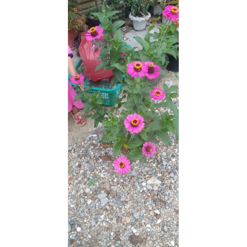 Bunga lilin Pink selapis /bibit kering bunga lilin Pink cantik