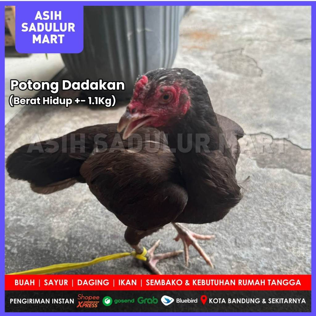 

Ayam Kampung Potong & Hidup 1 - 1,5kg Promo Bandung | Asih Sadulur Mart