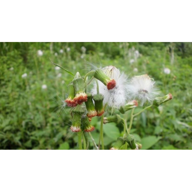 

daun sintrong atau merdeka atau jonggulan