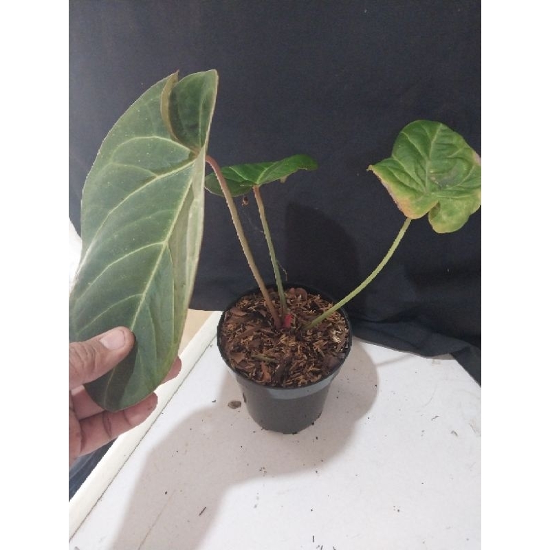 Anthurium Kuping Gajah Hoffmani Red Dot Termurah