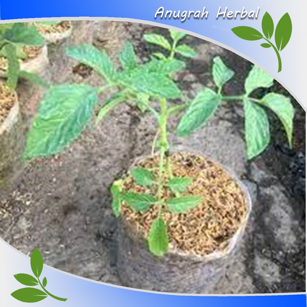 

bibit tomat sayur 10 pcs