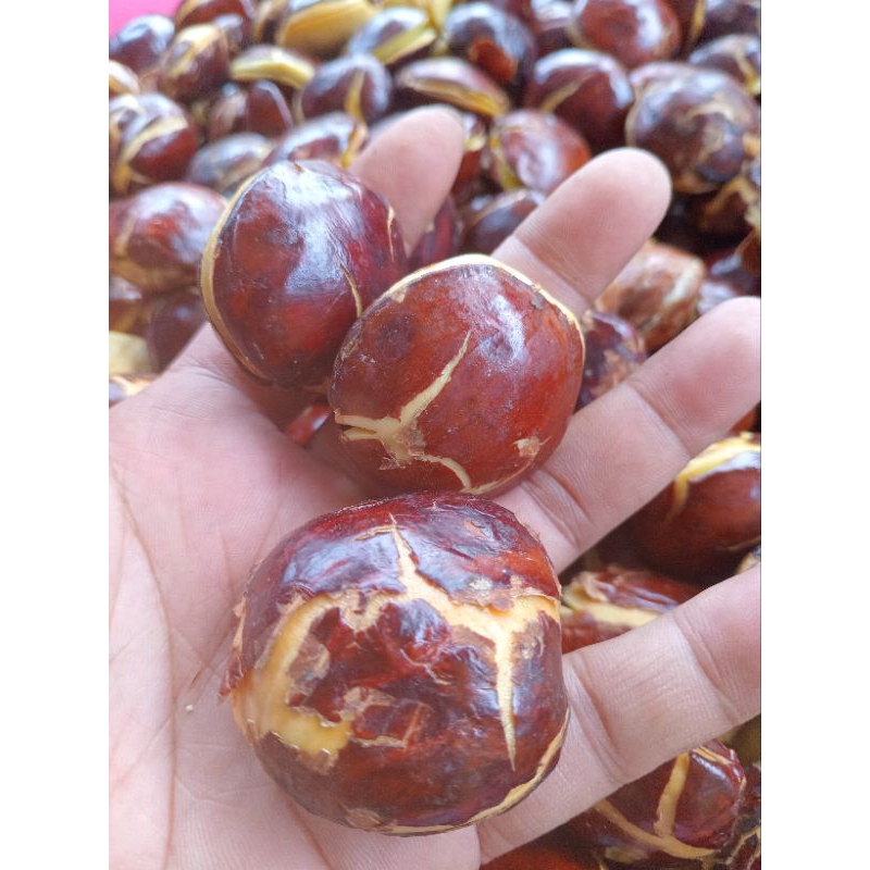 

Ssl09 Jengkol Tua abres berat 1 kg