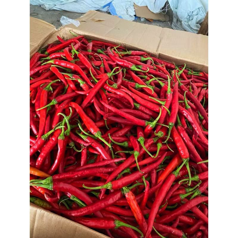

Termurah Cabe Merah Keriting 1kg / Cabe Keriting Merah 1kg Dijamin Fresh Segar