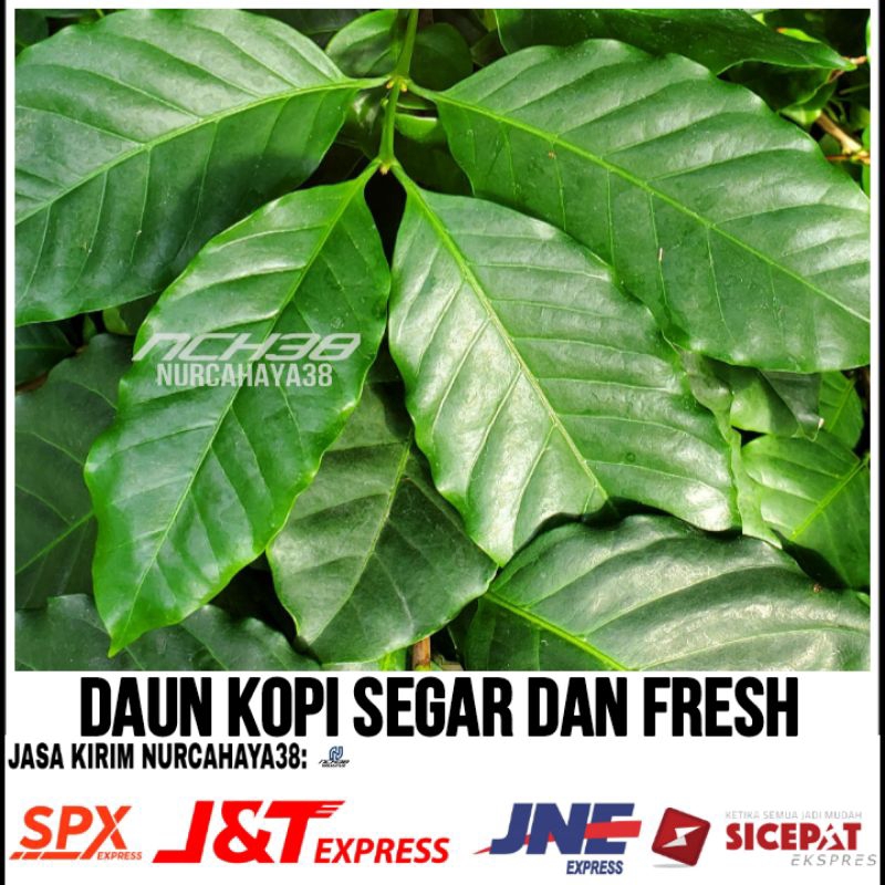 

Daun kopi segar dan fresh