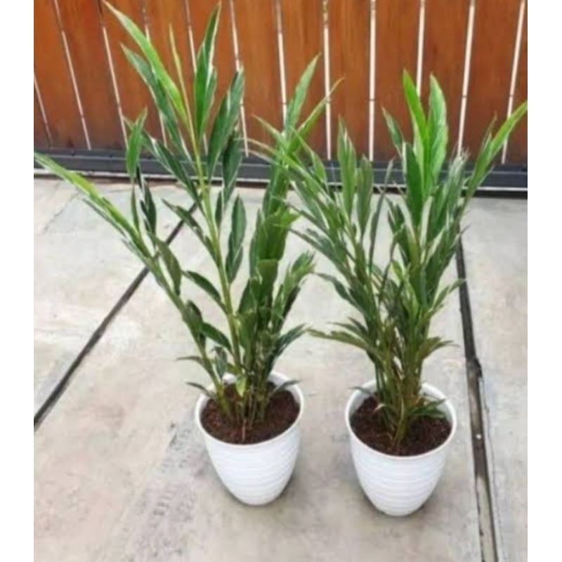 tanaman hias jahe varigata/Garut varigata