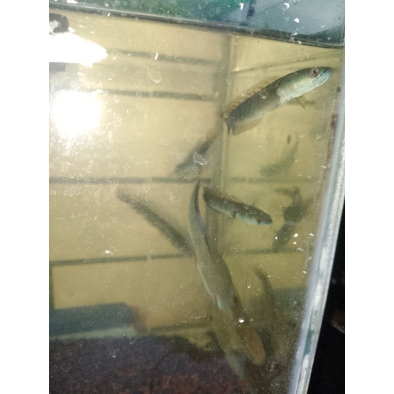 baby Cana Ys yellow Sentarum