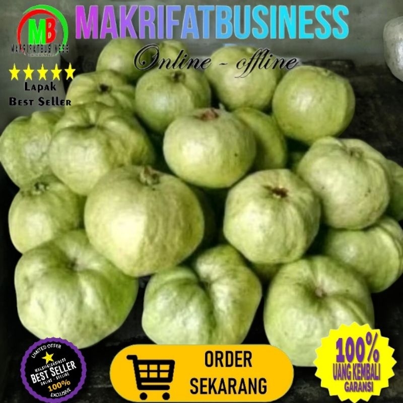 

Paket 2 Kg isi 3 - 4 Buah per Kg AMBU KRISTAL PUTIH Tanpa Biji Fresh Langsung Petik Kebun