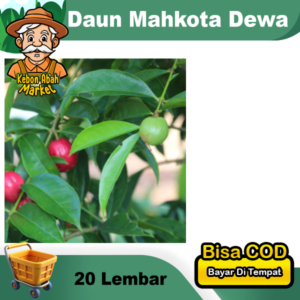 

Daun Mahkota Dewa 20 Lembar Obat Herbal