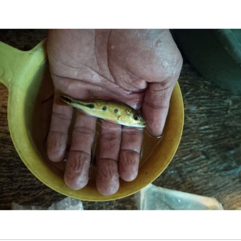 Mainan ikan pbass brocopondo Aquarium