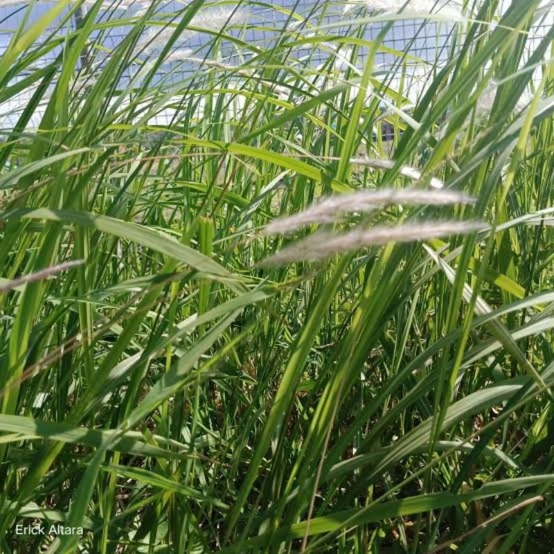 

daun alang alang/ilalang paket 500 gr