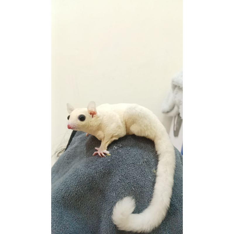 sugar glider leucistic