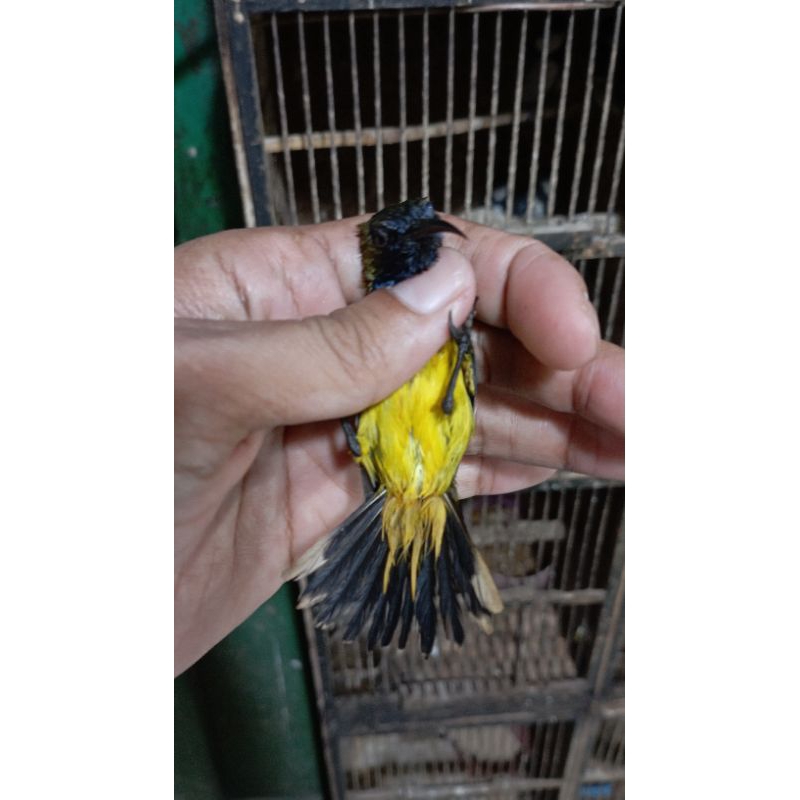 sogon pilihan metalik sehat gemuk tidak cacat