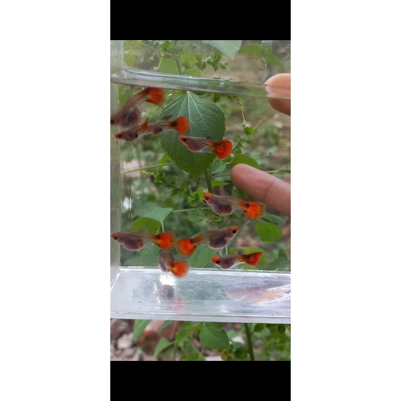 guppy ss koi SB glass belly