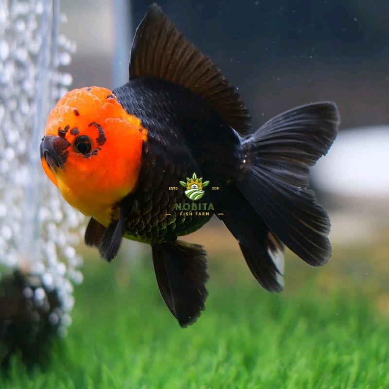 Replika hiasan air tancho oranda super grade dekorasi akuarium