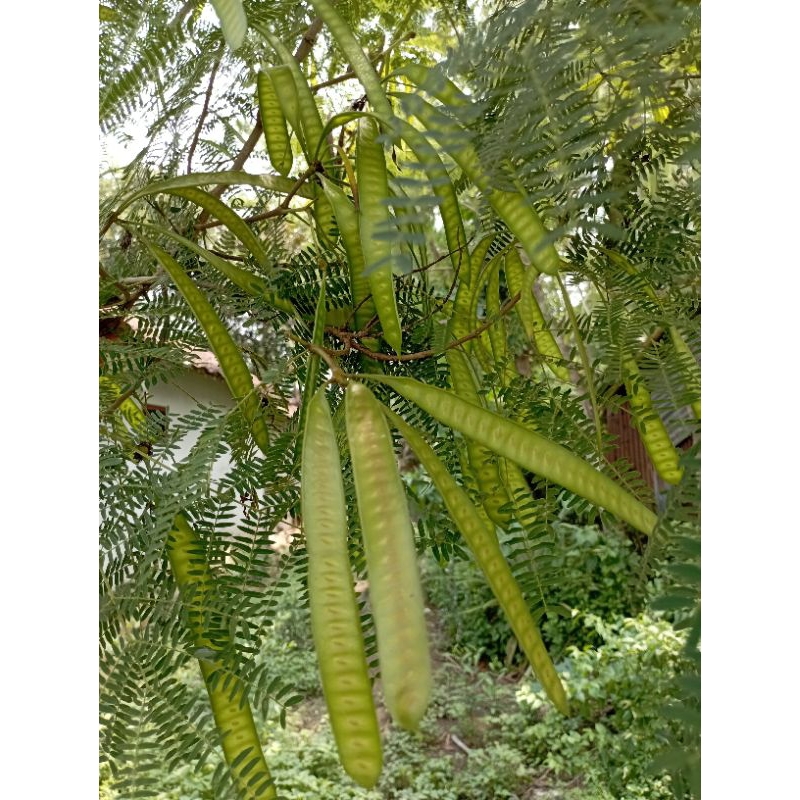 BIJI LAMTORO/BENIH LAMTORO/BIBIT LAMTORO/LAMTORO/TANAMAN LAMTORO/PETAI CHINA/BIJI PETAI CHINA/PETAI 