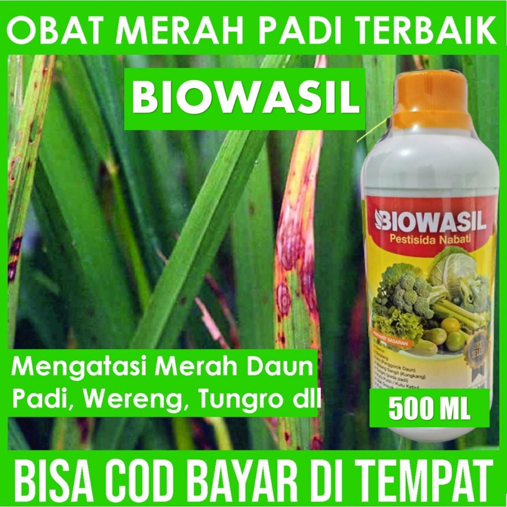 500 ML BIOWASIL OBAT Merah Daun Padi, Obat HAMA Merah Daun Padi, Atasi Hama Merah Daun Padi Terbaik
