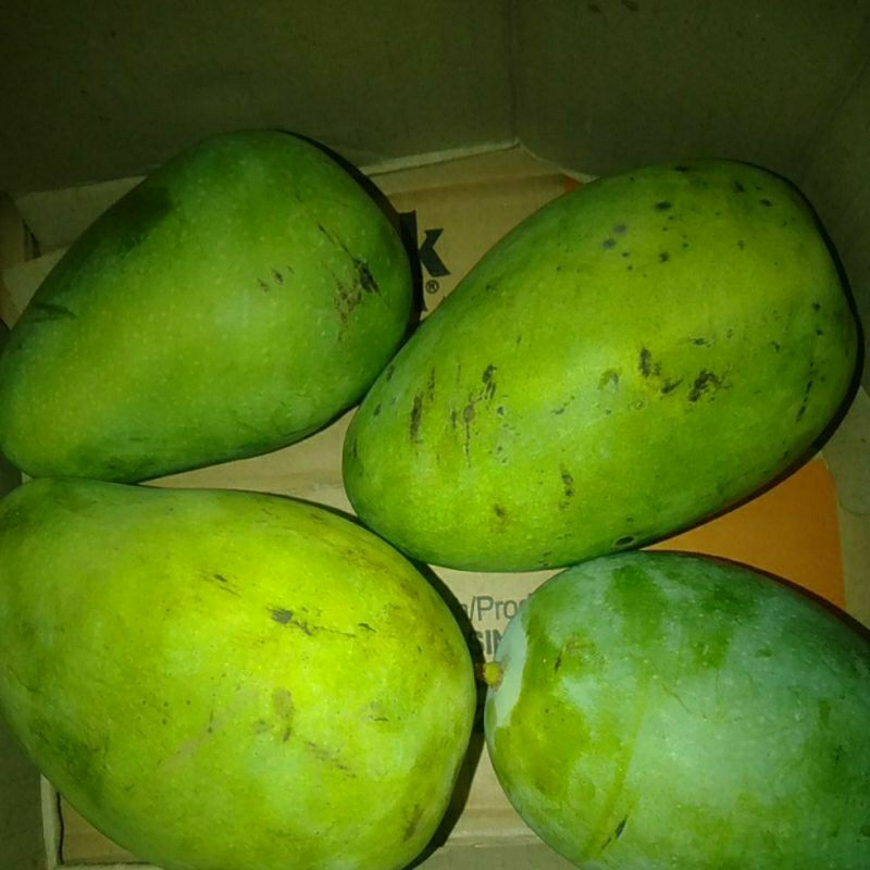 

Mangga Harummanis masak pohon kg