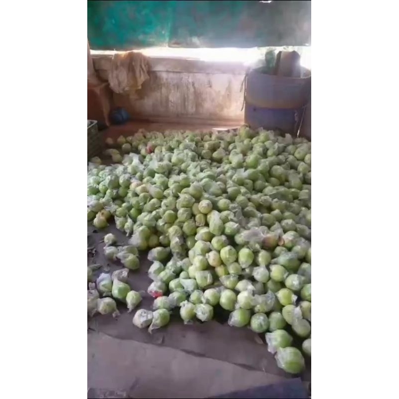 

jambu kristal kemasan 1,5kg