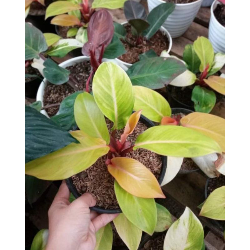 Philo lemon orange juice