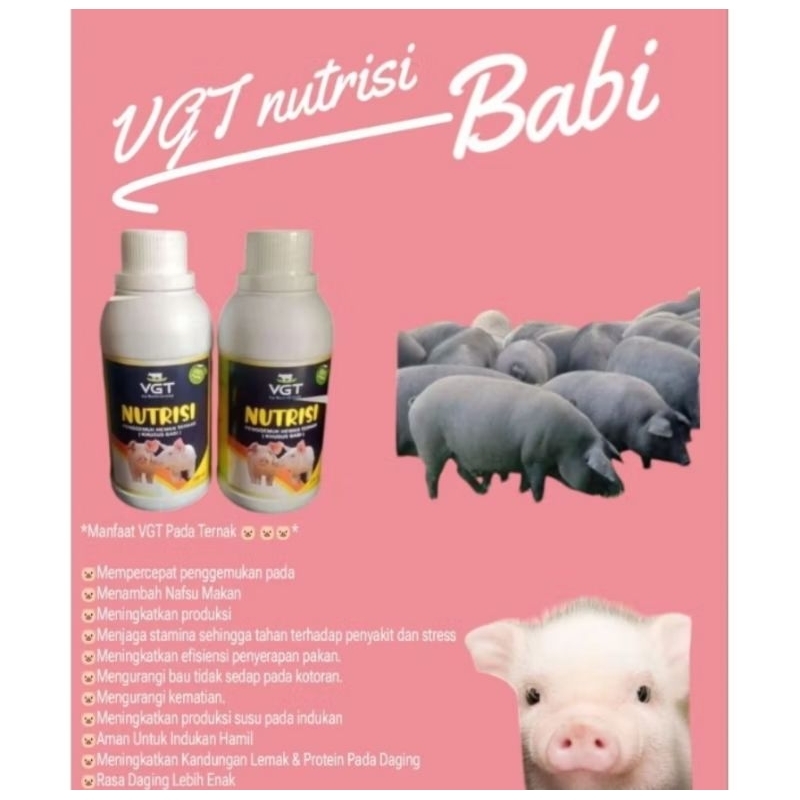 VGT NUTRISI BABI