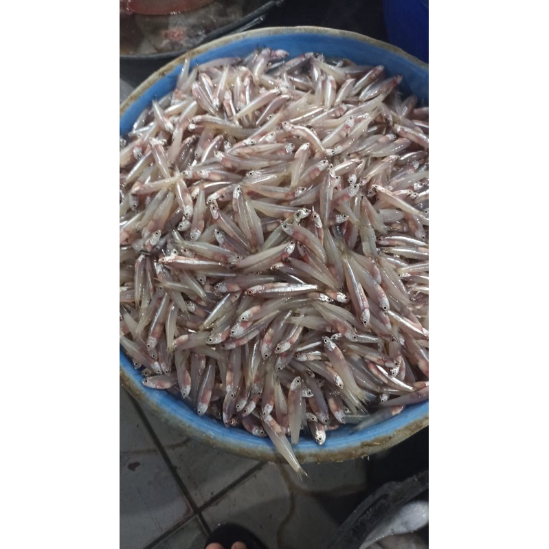 

Ikan Teri Basah Segar 1KG