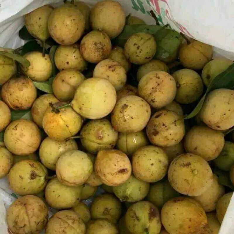 

buah pala utuh 1kg masih ada biji dan pakangya