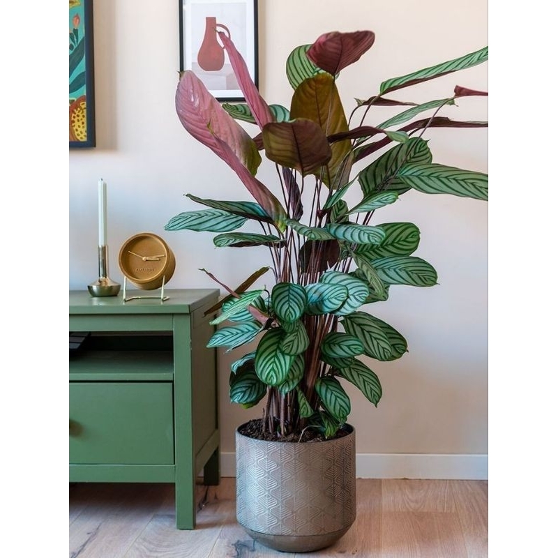 tanaman hias indoor calatea sentosa - tanaman hias indoor