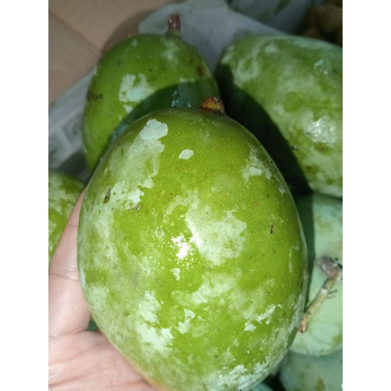 

Mangga kueni atau mangga pakel/berat 1kg