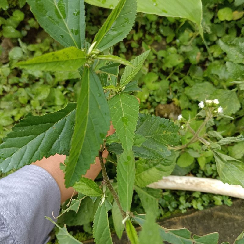 

DAUN SIDAGURI 100 gram