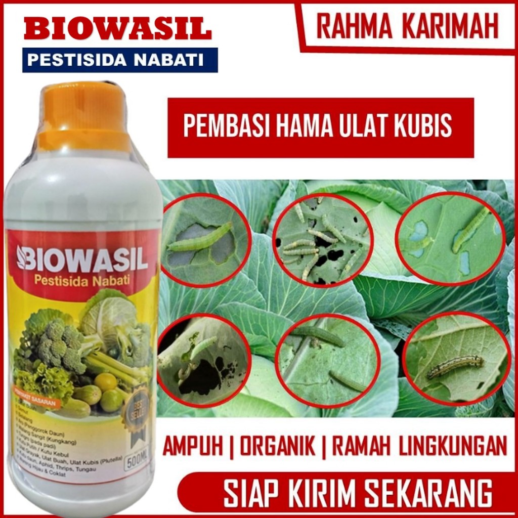 (BAYAR DI TEMPAT) BIOWASIL OBAT HAMA KUBIS/KOL Terbaik - Pestisida Kubis Paling Bagus Atasi Hama Tan