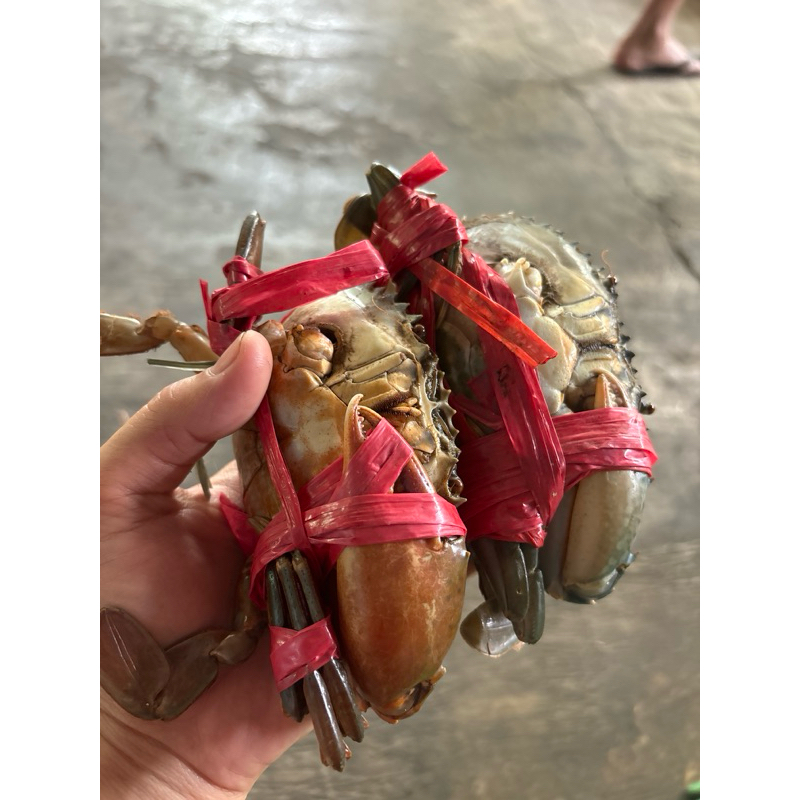 

PROMO JUMAT BERKAH KEPITING CAPIT SEBELAH