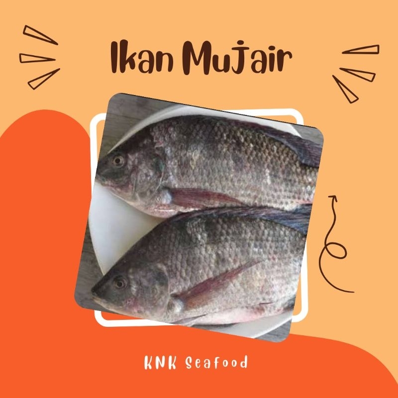 

KNK - ikan mujaer air tawar premium