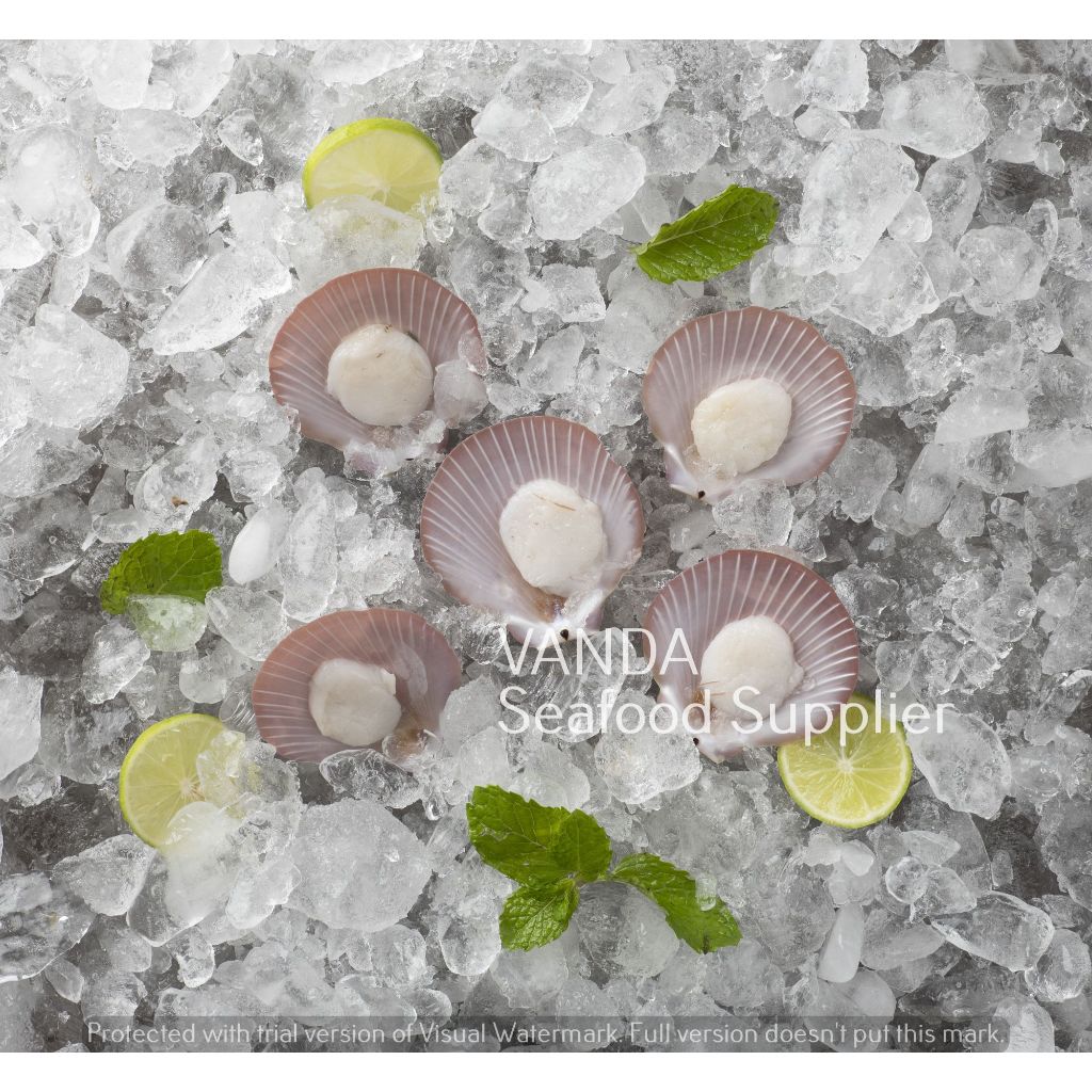 

Scallop Half Shell (Scallop Cangkang) uk 41/50