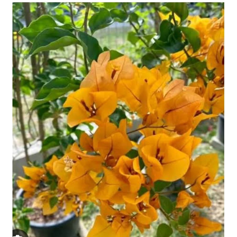 tanaman bugenvil chili kuning