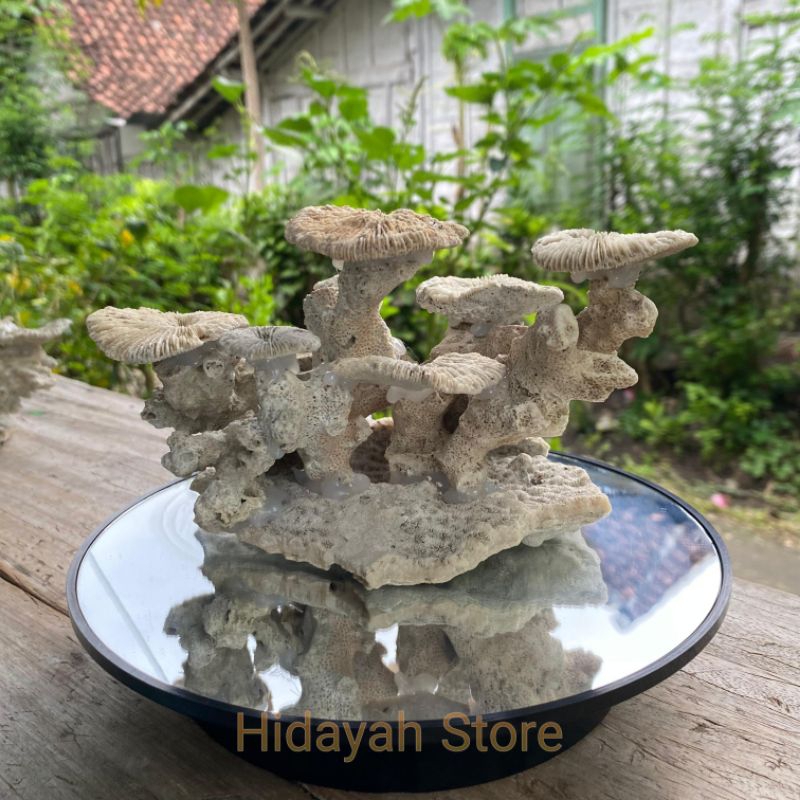 TRUMBU KARANG LAUT RANGKAI BENTUK CANTIK ORNAMEN BATU KARANG LAUT ASLI
