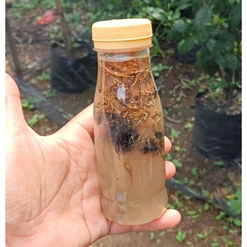 BIANG JAMUR JAKABA SUPER