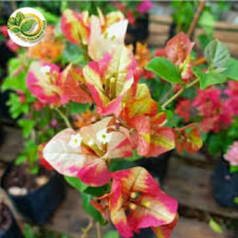 Bougenville sufia India