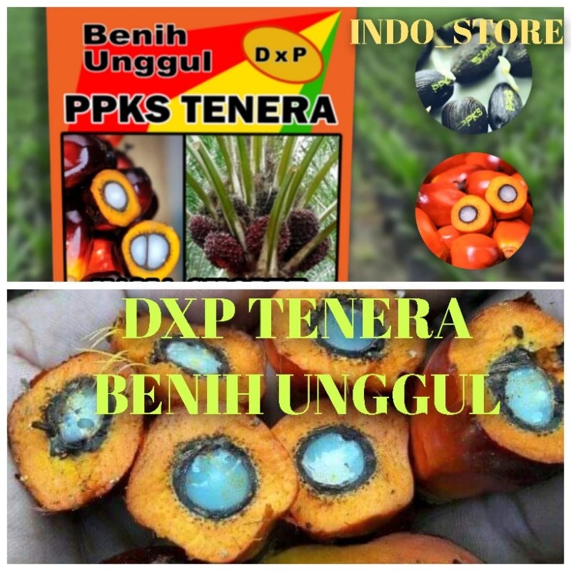 Bibit Benih Kecambah Sawit DXP TENERA (150 butir )