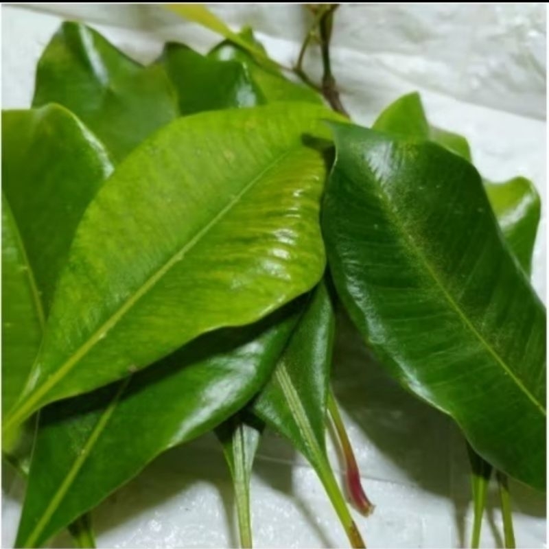 

Daun cengkeh / 200 gr