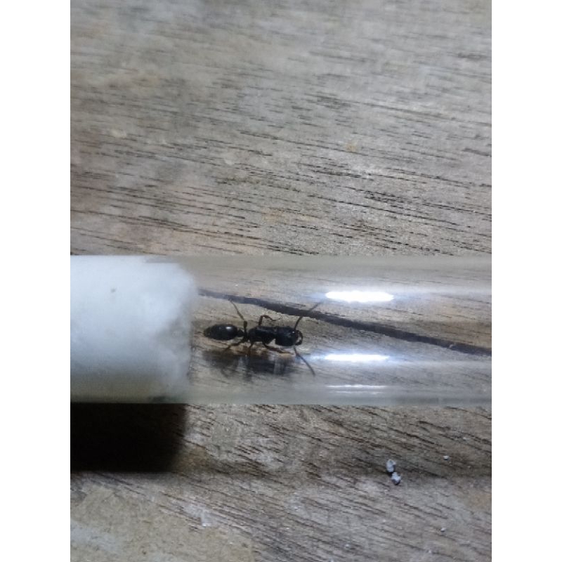 Ratu semut odontoponera denticulata vertil