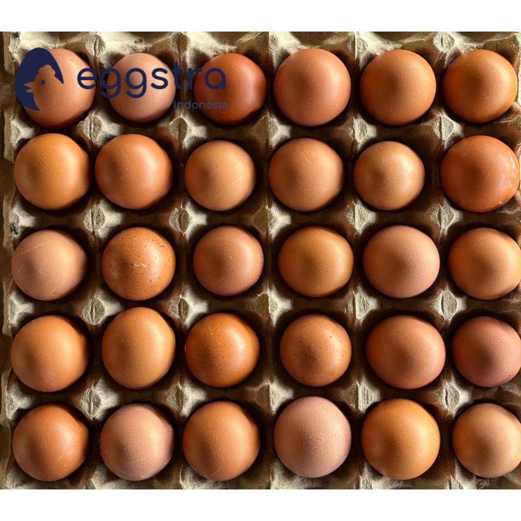 

Eggstra Telur Ayam Negeri 1 Tray isi 30 Butir