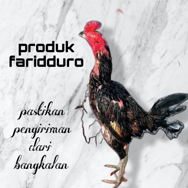 

Telur fertil ayam mangon import pukul saraf GARANSI FERTIL