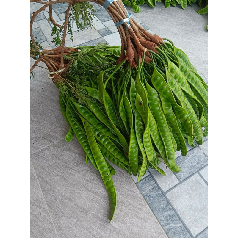 

PETE [petai] tua fresh( 3 papan) fresh