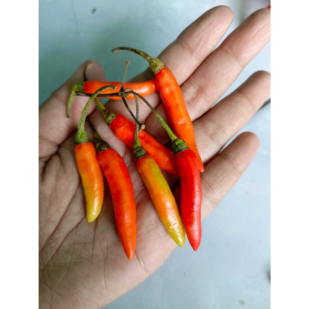 

CABAI RAWIT BORGA 1KG